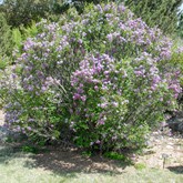 Persian Lilac